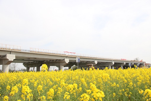 九绵高速LJ32合同段桃园1号桥完成所有箱梁架设.jpg